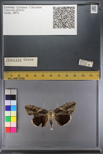 Media type: image;   Entomology 639359